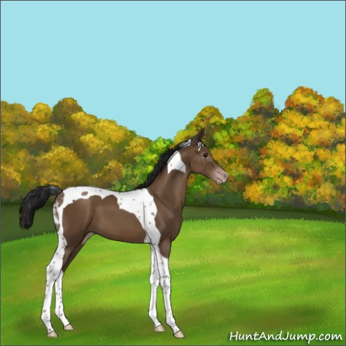 Horse Color:Gray Classic Champagne Tobiano 