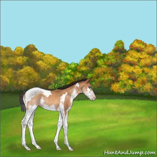 Horse Color:Gray Amber Champagne Splash Tobiano 