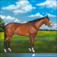 Horse Color:Bay 