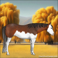 Horse Color:Bay Splash 