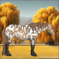 Horse Color:Buckskin Dun Appaloosa 