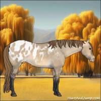 Horse Color:Buckskin Dun Appaloosa 