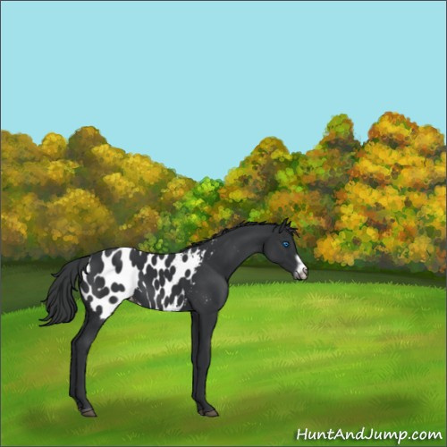 Horse Color:Black Frame Appaloosa
