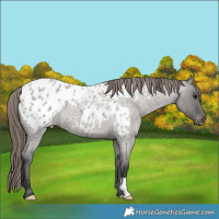 Horse Color:Grullo Roan Appaloosa 