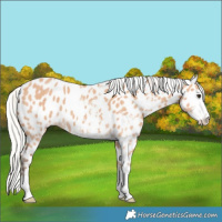 Horse Color:Silver Bay Dun Sabino Near Leopard 