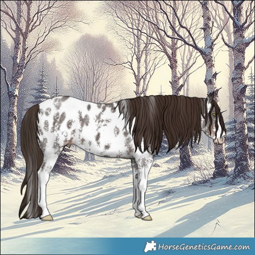 Horse Color:Liver Chestnut Sabino Appaloosa 