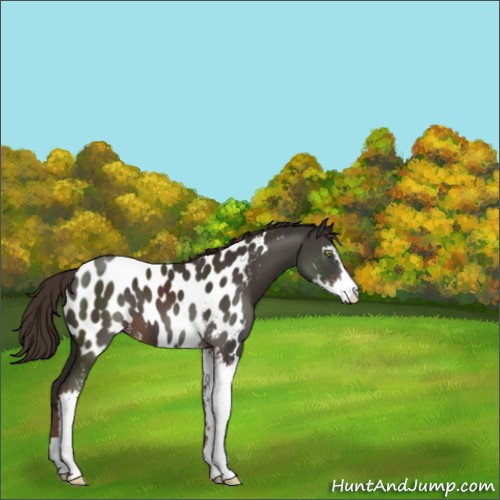 Horse Color:Liver Chestnut Sabino Appaloosa