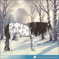 Horse Color:Liver Chestnut Sabino Near Leopard
