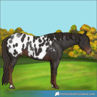 Horse Color:Liver Chestnut Near Leopard 