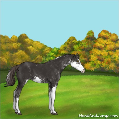 Horse Color:Liver Chestnut Sabino