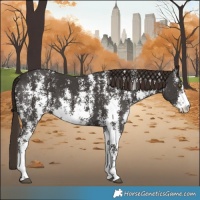 Horse Color:Liver Chestnut Sabino 
