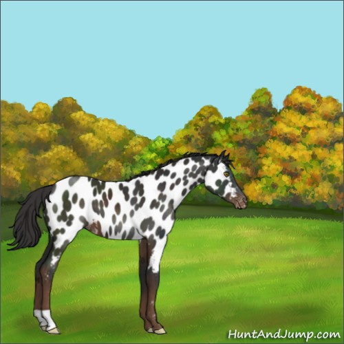 Horse Color:Liver Chestnut Appaloosa 