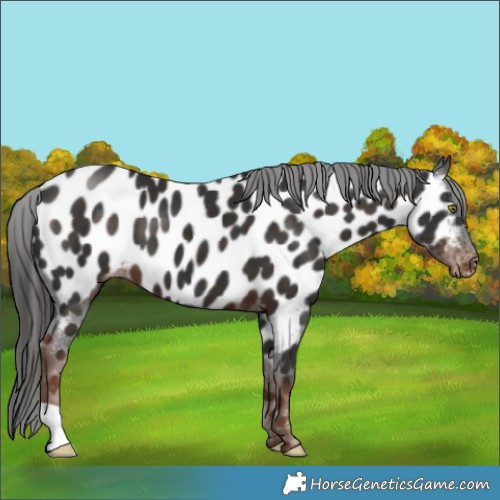 Horse Color:Liver Chestnut Appaloosa 