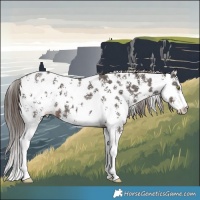 Horse Color:Liver Chestnut Sabino Near Leopard 