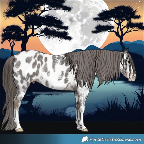 Horse Color:Liver Chestnut Sabino Appaloosa 