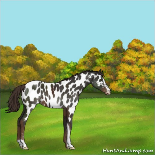 Horse Color:Liver Chestnut Sabino Appaloosa