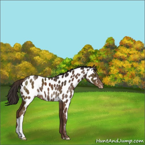 Horse Color:Liver Chestnut Appaloosa