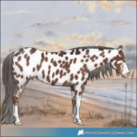 Horse Color:Liver Chestnut Near Leopard 