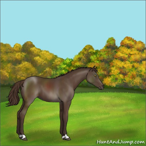 Horse Color:Liver Chestnut