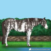 Horse Color:Liver Chestnut Sabino