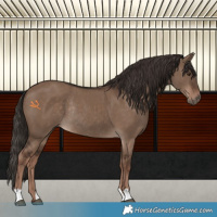 Horse Color:Liver Red Dun Rabicano