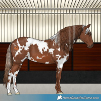 Horse Color:White Spotted Chestnut