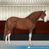 Horse Color:White Spotted Chestnut