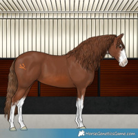 Horse Color:White Spotted Chestnut 