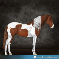 Horse Color:Chestnut Tobiano 