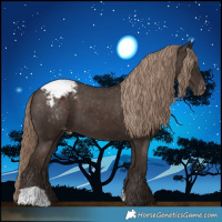Horse Color:Liver Chestnut Appaloosa