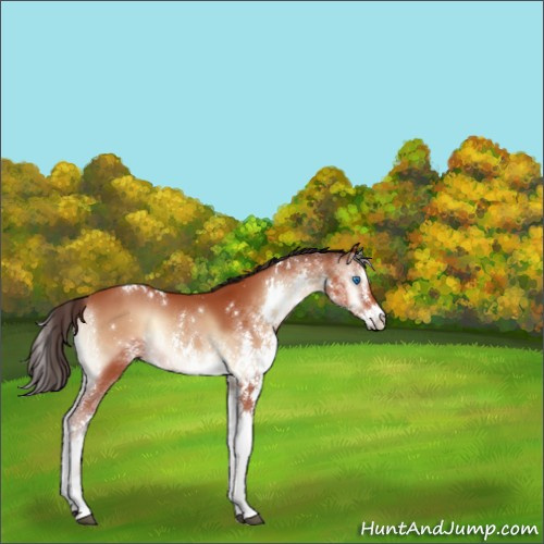Horse Color:White Spotted Bay Onyx Splash 