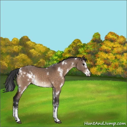 Horse Color:White Spotted Brown Dun Splash Rabicano 