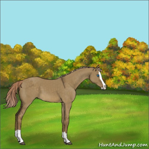 Horse Color:Chocolate Palomino Dun Splash 