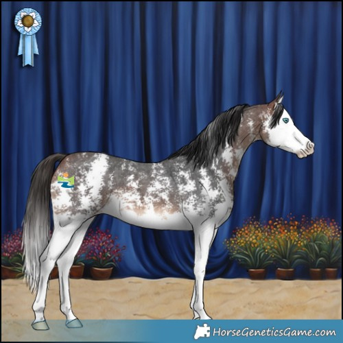 Horse Color:Bay Sabino Splash 