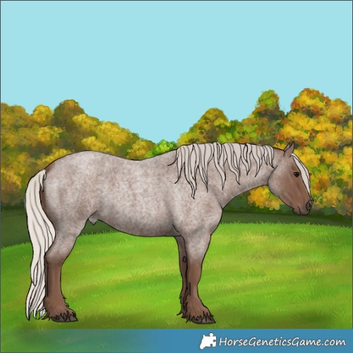 Horse Color:Silver Blue Roan 