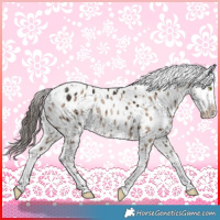 Horse Color:Liver Red Dun Appaloosa Rabicano Brindle 