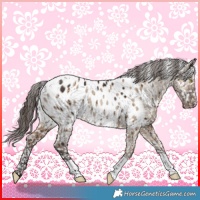 Horse Color:Liver Red Dun Appaloosa Rabicano Brindle
