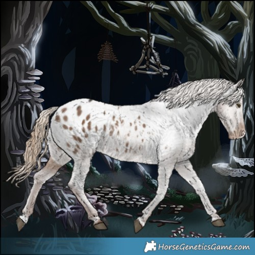 Horse Color:Liver Red Dun Appaloosa 