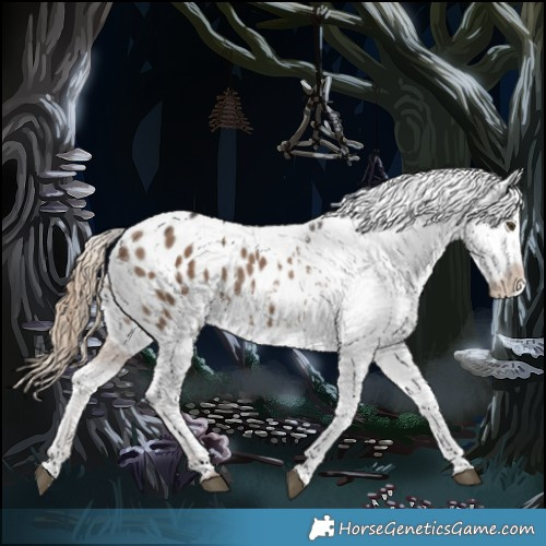 Horse Color:Liver Red Dun Appaloosa 