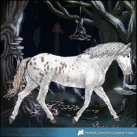 Horse Color:Liver Red Dun Appaloosa 