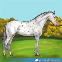 Horse Color:Liver Red Dun Appaloosa Rabicano Brindle 