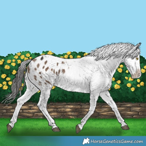 Horse Color:Liver Red Dun Appaloosa 
