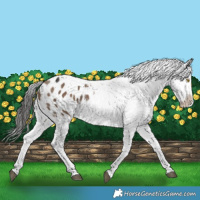 Horse Color:Liver Red Dun Snowflake Varnish 