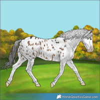 Horse Color:Liver Red Dun Appaloosa Brindle 