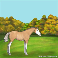 Horse Color:Silver Sable Cream Champagne Splash Rabicano 