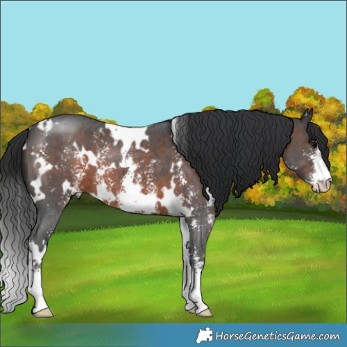 Horse Color:White Spotted Brown Sabino 