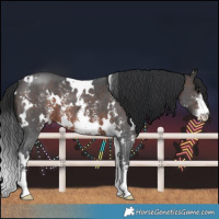 Horse Color:White Spotted Brown Sabino 