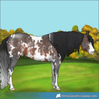 Horse Color:White Spotted Brown Sabino 