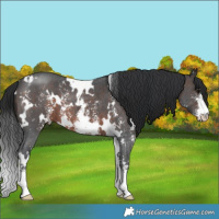 Horse Color:White Spotted Brown Sabino