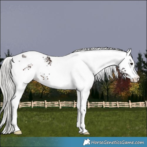 Horse Color:White Spotted Silver Brown Tobiano 